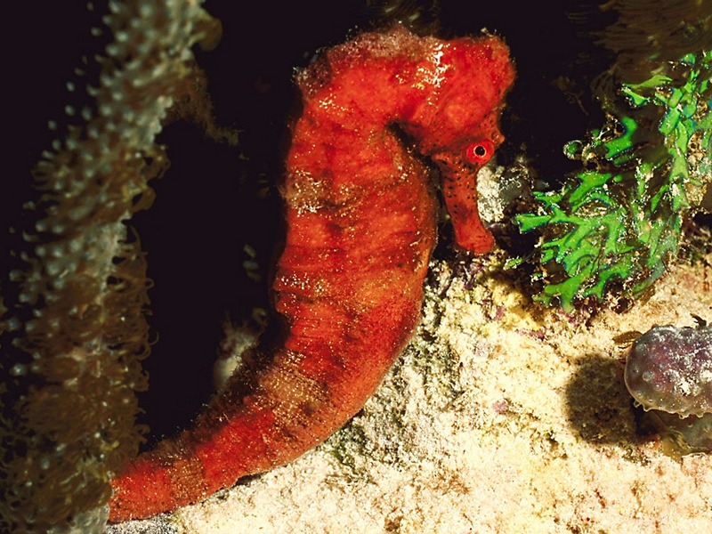 Screen Themes - Undersea Life 2 - Sea Horse; DISPLAY FULL IMAGE.