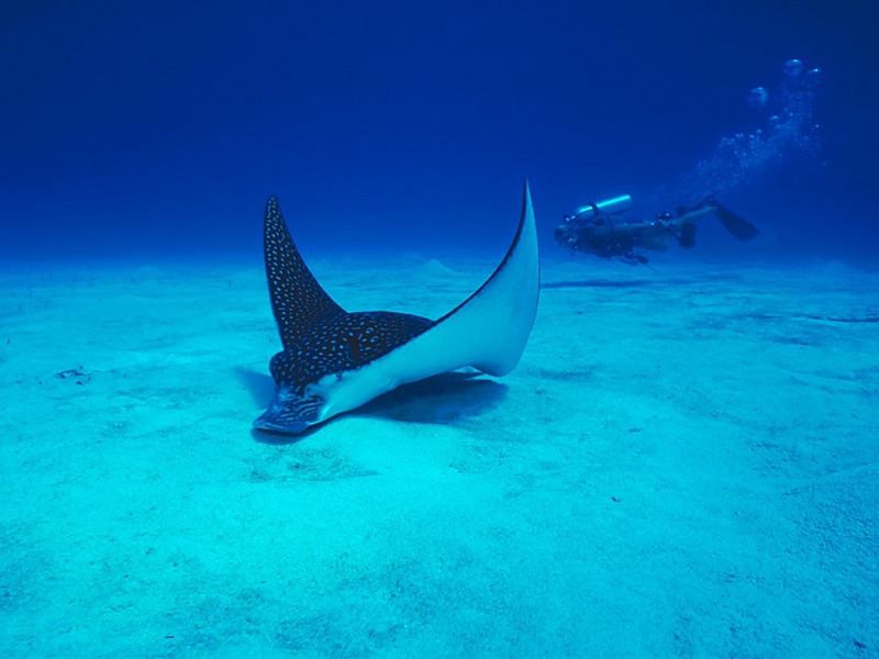 Screen Themes - Undersea Life 2 - Southern Sting Ray; DISPLAY FULL IMAGE.