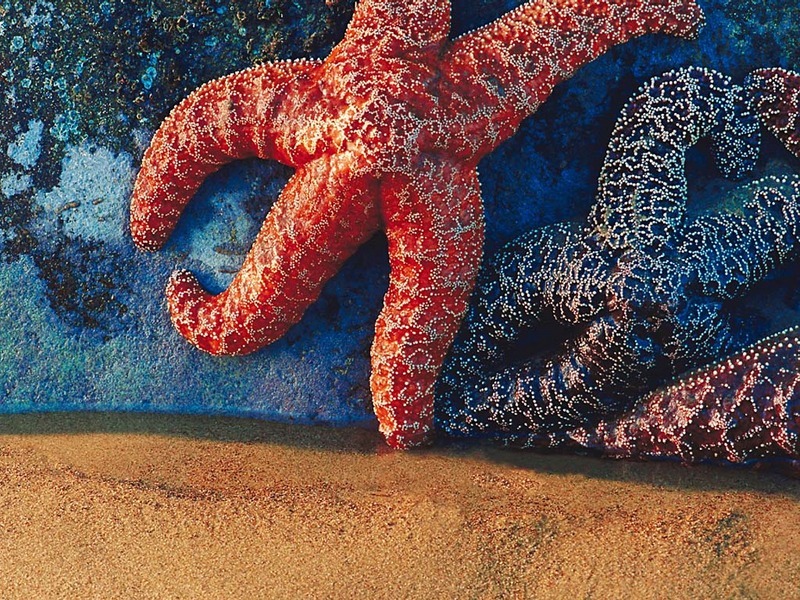 Screen Themes - Undersea Life 2 - Sea Star; DISPLAY FULL IMAGE.