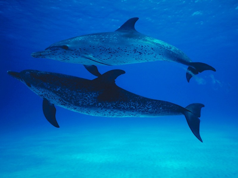 Screen Themes - Undersea Life 2 - Two Atlantic Spotted Dolphins; DISPLAY FULL IMAGE.