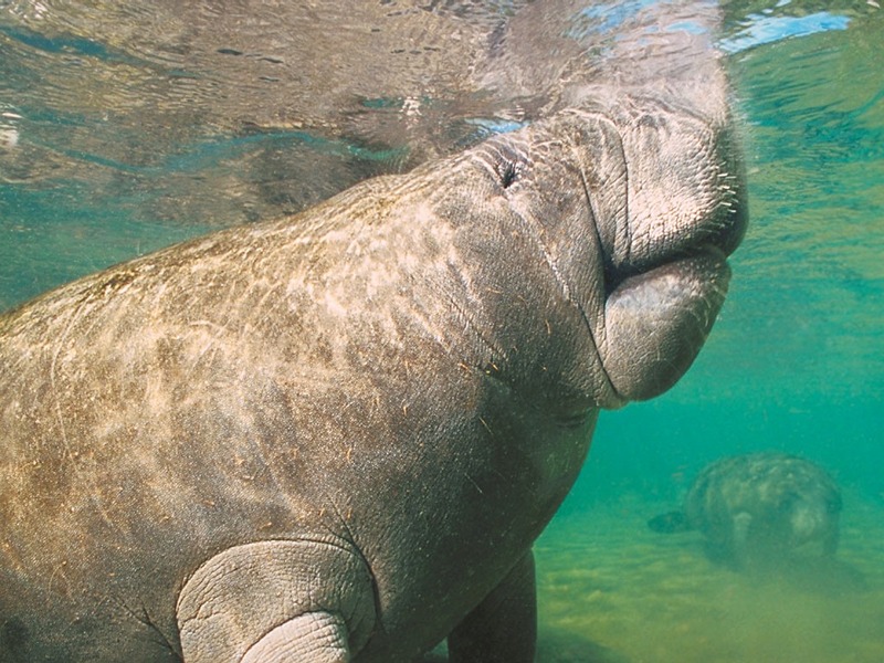 Screen Themes - Undersea Life 2 - Two Manatee; DISPLAY FULL IMAGE.
