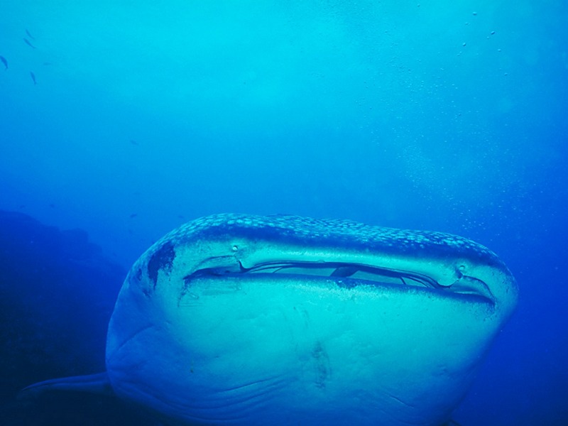 Screen Themes - Undersea Life 2 - Whale Shark; DISPLAY FULL IMAGE.