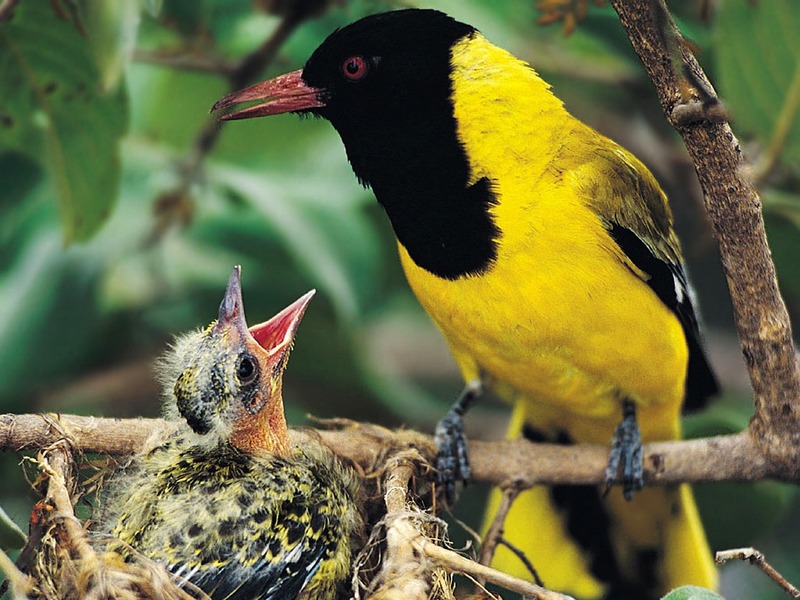 Screen Themes - Wild Birds - Black-headed Oriole; DISPLAY FULL IMAGE.