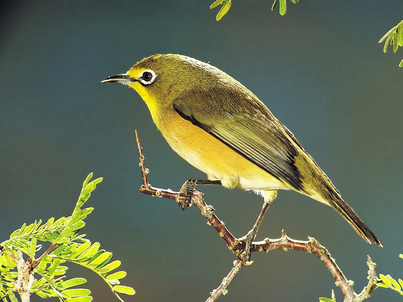 Screen Themes - Wild Birds - Cape White-Eye; DISPLAY FULL IMAGE.