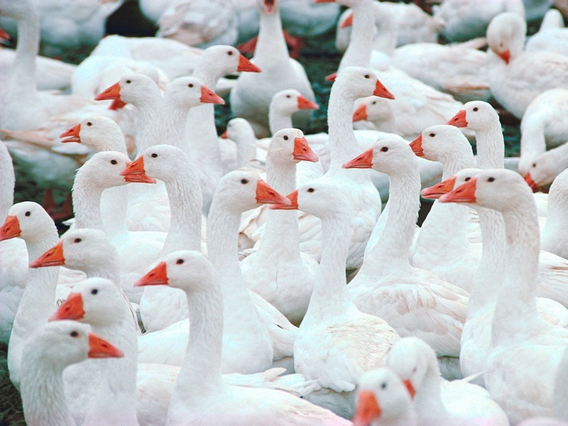 Screen Themes - Wild Birds - Domestic Goose Flock; DISPLAY FULL IMAGE.