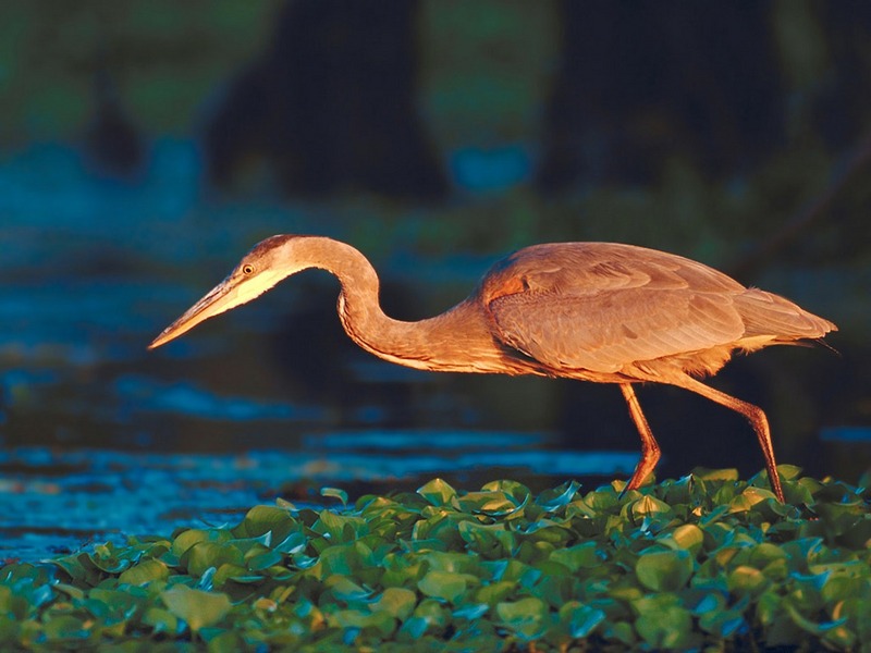 Screen Themes - Wild Birds - Great Blue Heron; DISPLAY FULL IMAGE.