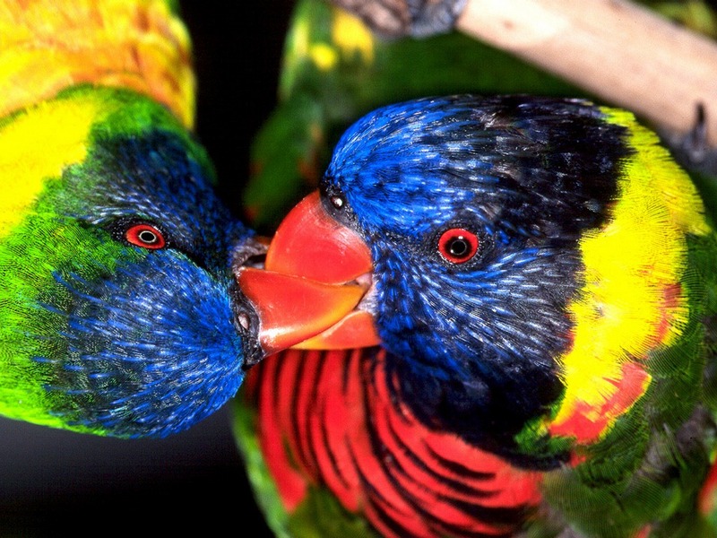 Screen Themes - Wild Birds - Parrots; DISPLAY FULL IMAGE.
