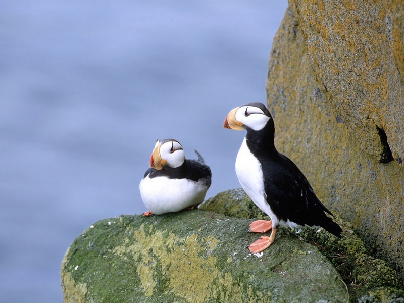 Screen Themes - Wild Birds - Horned Puffins; DISPLAY FULL IMAGE.