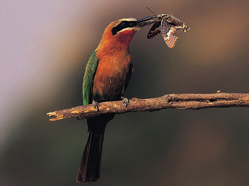 Screen Themes - Wild Birds - White-Fronted Bee-Eater; DISPLAY FULL IMAGE.