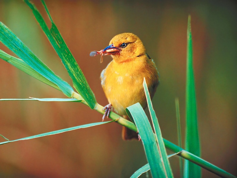 Screen Themes - Wild Birds - Yellow Weaver; DISPLAY FULL IMAGE.
