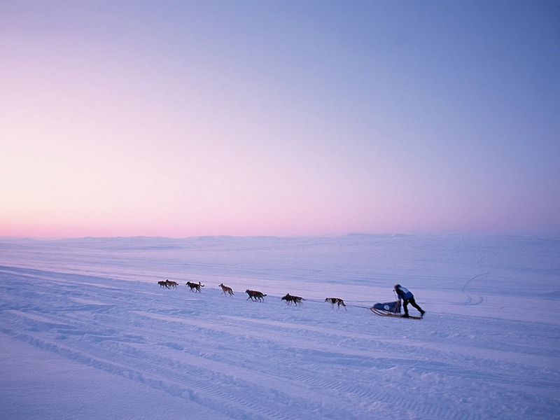 Screen Themes - Winter Wonderland - Dogsled; DISPLAY FULL IMAGE.