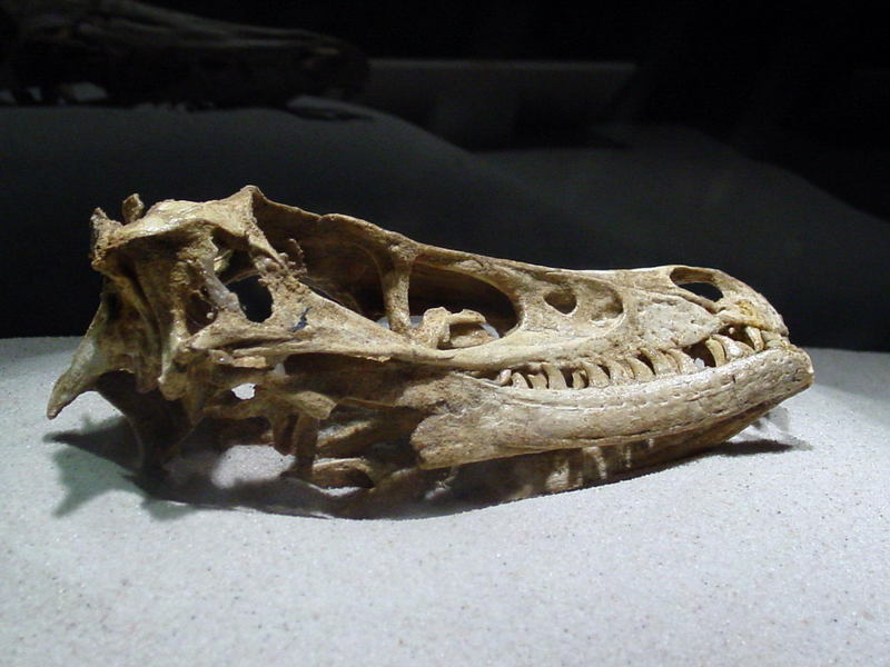 Dinosaur 04; DISPLAY FULL IMAGE.