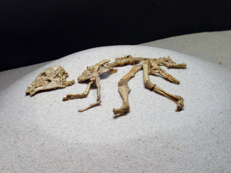 Dinosaur 05; DISPLAY FULL IMAGE.