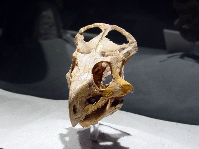 Dinosaur Protoceratops 02; DISPLAY FULL IMAGE.