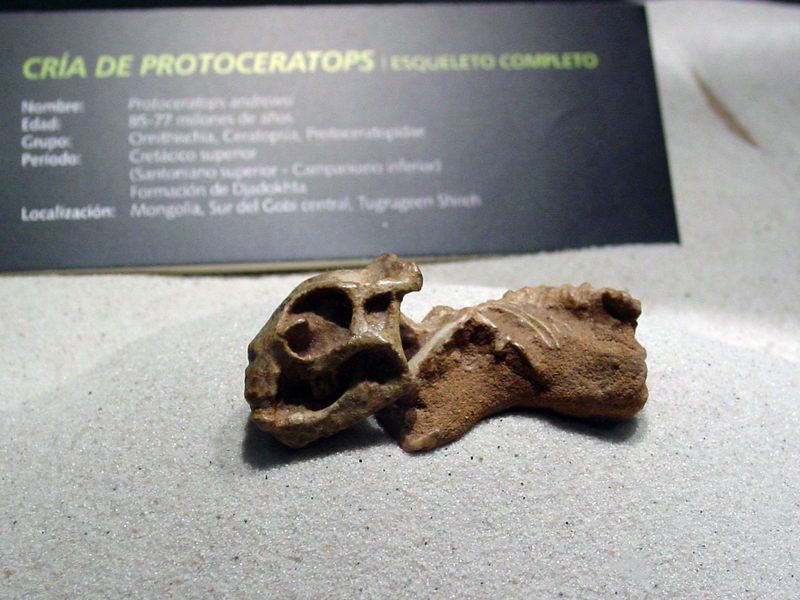 Dinosaur Protoceratops 03; DISPLAY FULL IMAGE.