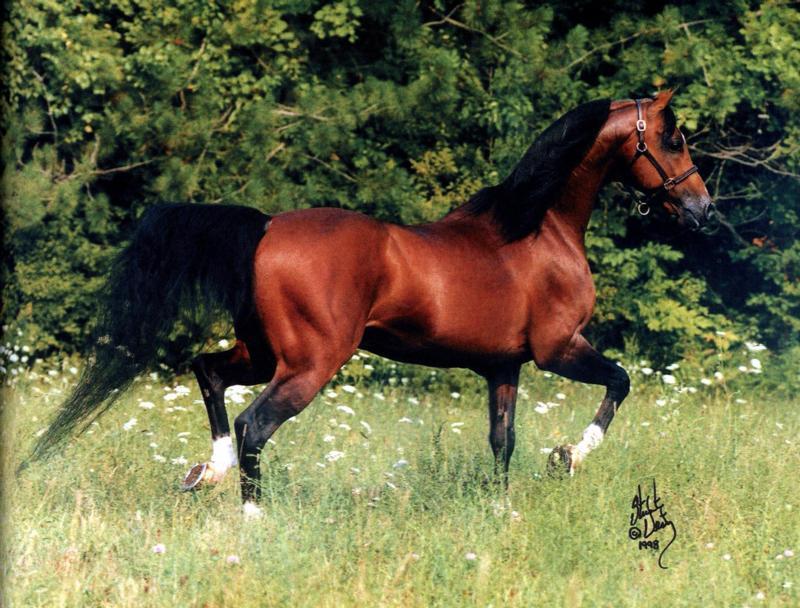 Lovely Bay Arab; DISPLAY FULL IMAGE.