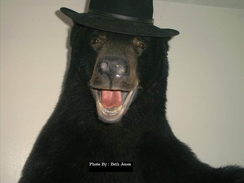 (funny)Black Bear; DISPLAY FULL IMAGE.