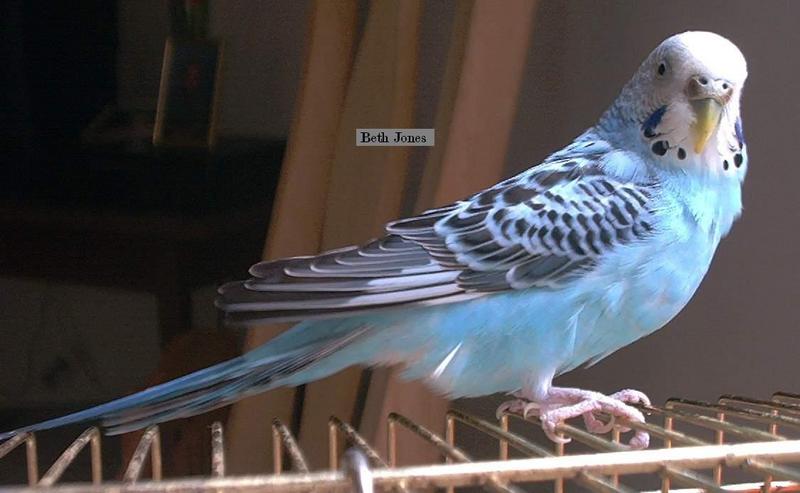 Parakeet; DISPLAY FULL IMAGE.