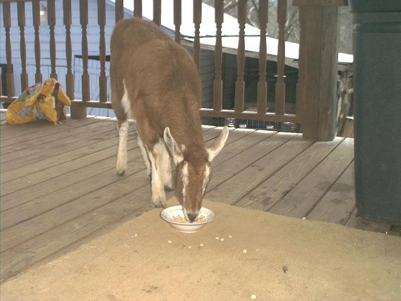 Goat; DISPLAY FULL IMAGE.