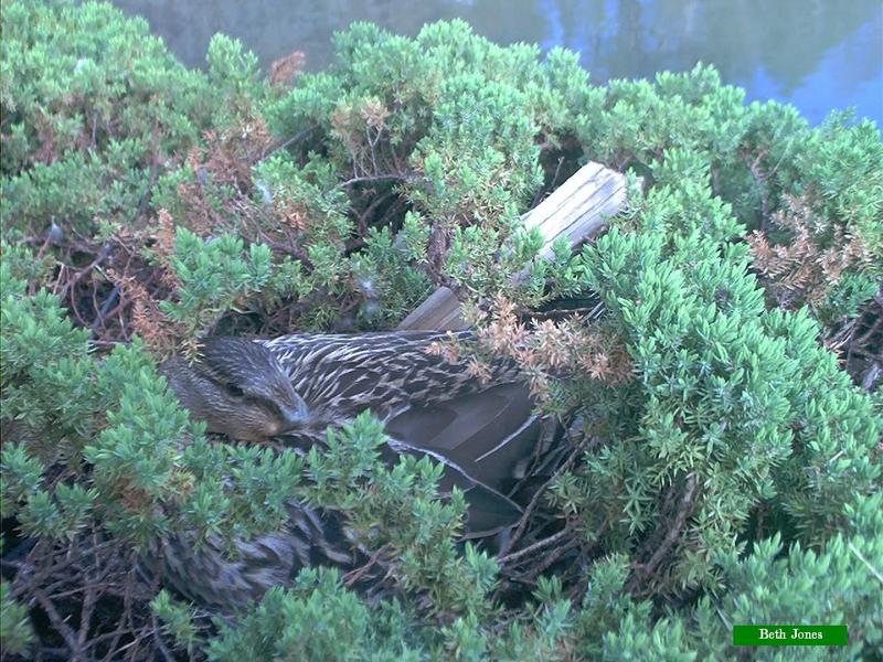 duck nesting; DISPLAY FULL IMAGE.