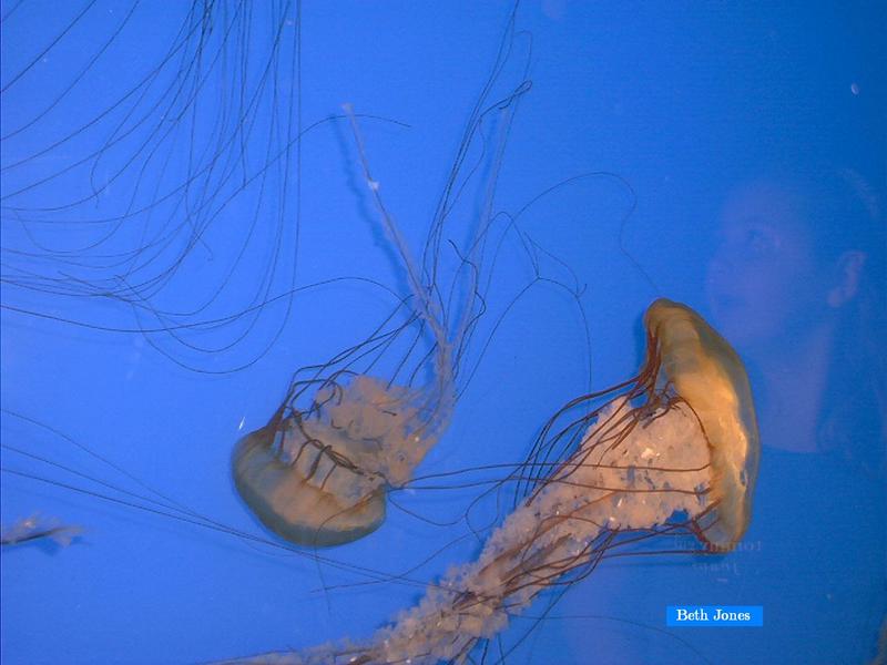 Jelly Fish; DISPLAY FULL IMAGE.