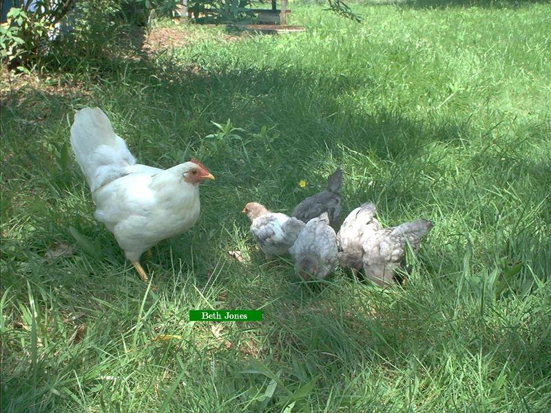 chicken; DISPLAY FULL IMAGE.