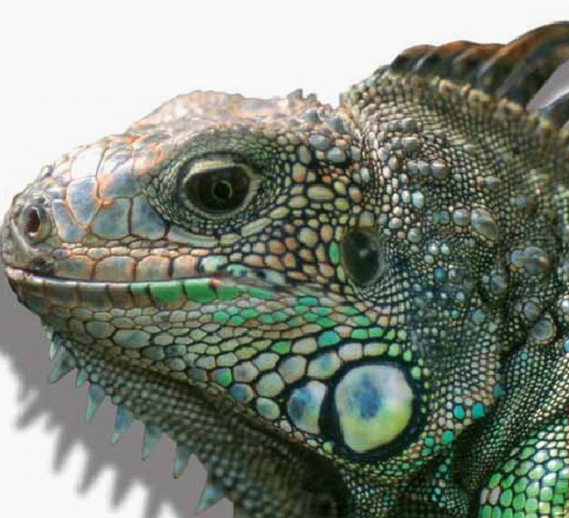 drago; DISPLAY FULL IMAGE.