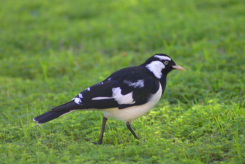 Magpie-Lark (male); DISPLAY FULL IMAGE.