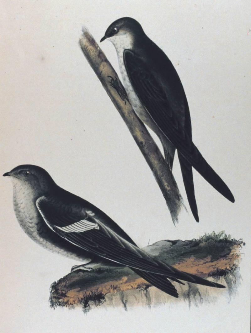 [Illust] White-throated Swift (Panyptila melanoleuca); DISPLAY FULL IMAGE.