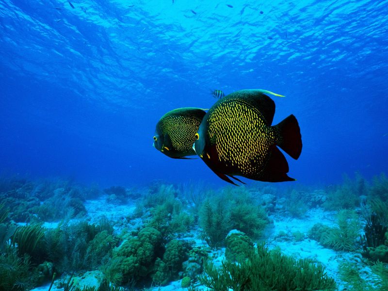 [Daily Photo CD03] Angelfishes (French Angelfish); DISPLAY FULL IMAGE.