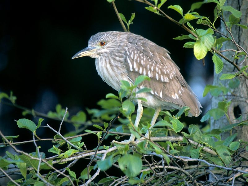[Daily Photo CD03] Black-Crowned Night Heron (juvenile); DISPLAY FULL IMAGE.