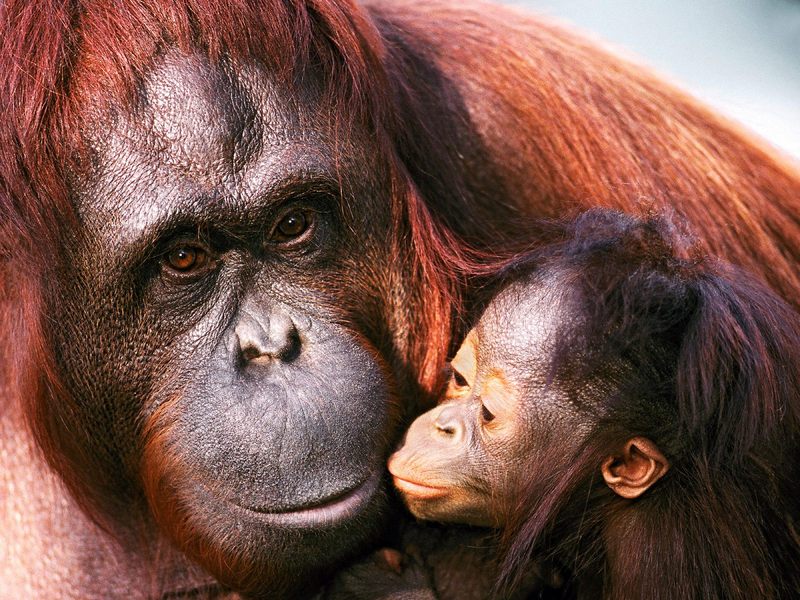 [Daily Photo CD03] Female Sumatran Orangutan and Baby; DISPLAY FULL IMAGE.