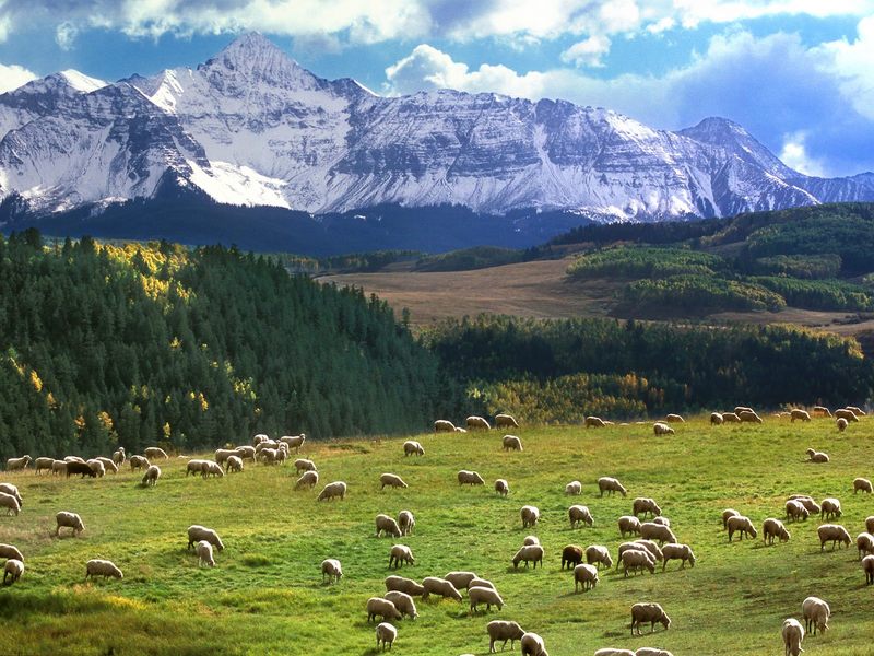 [Daily Photo CD03] Grazing Sheep, Last Dollar Road, Colorado; DISPLAY FULL IMAGE.