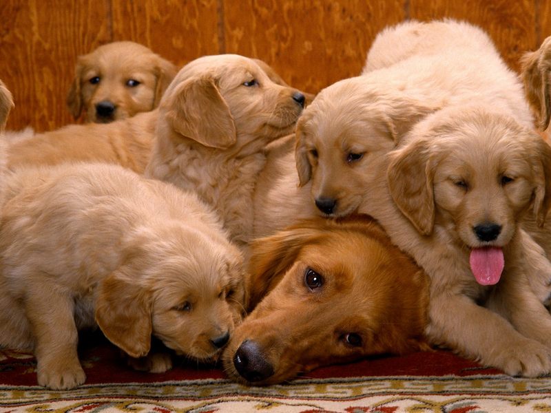 [Daily Photo CD03] Having a Ruff Day; DISPLAY FULL IMAGE.