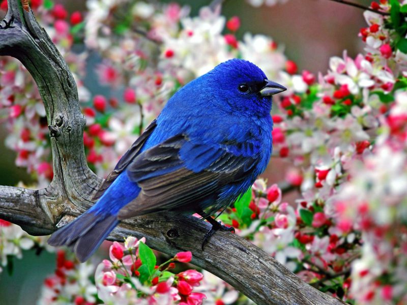 [Daily Photo CD03] Male Indigo Bunting; DISPLAY FULL IMAGE.