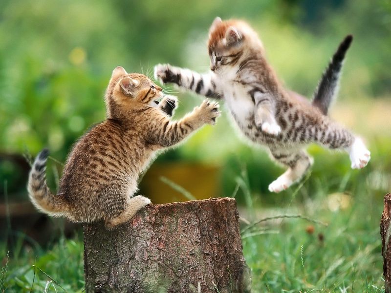 [Daily Photo CD03] Playtime for Kittens; DISPLAY FULL IMAGE.