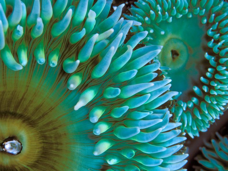 [Daily Photo CD03] Sea Anemone; DISPLAY FULL IMAGE.