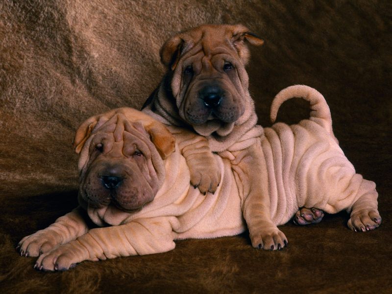 [Daily Photo CD03] Shar-Pei Dogs; DISPLAY FULL IMAGE.