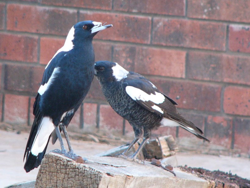 bully boys (Australian Magpies); DISPLAY FULL IMAGE.