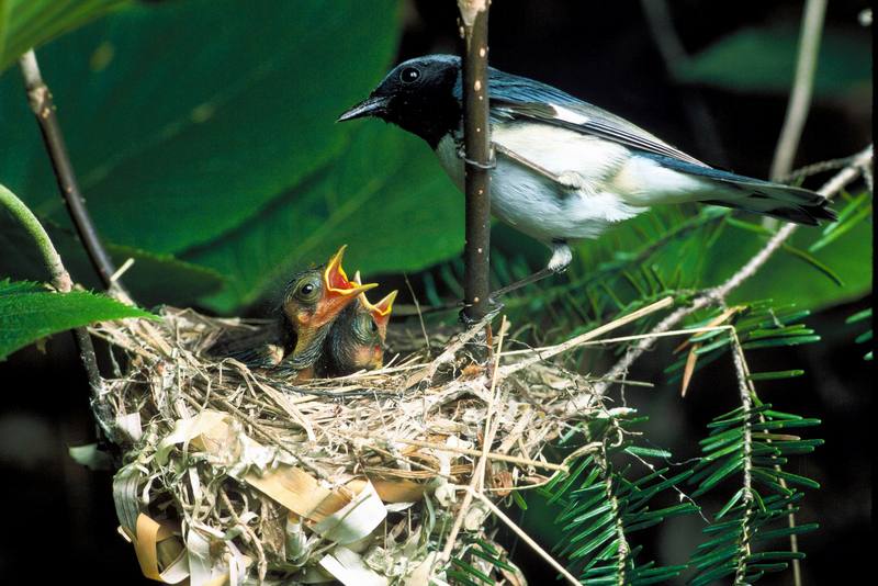 Black-throated Green Warbler (Dendroica virens) {!--검은턱푸른솔새-->; DISPLAY FULL IMAGE.