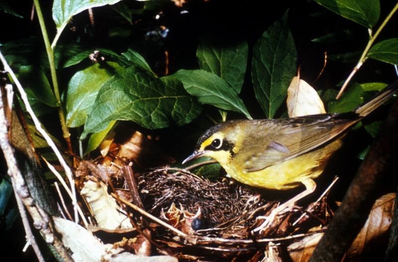 Kentucky Warbler (Oporornis formosus) {!--켄터키솔새-->; DISPLAY FULL IMAGE.