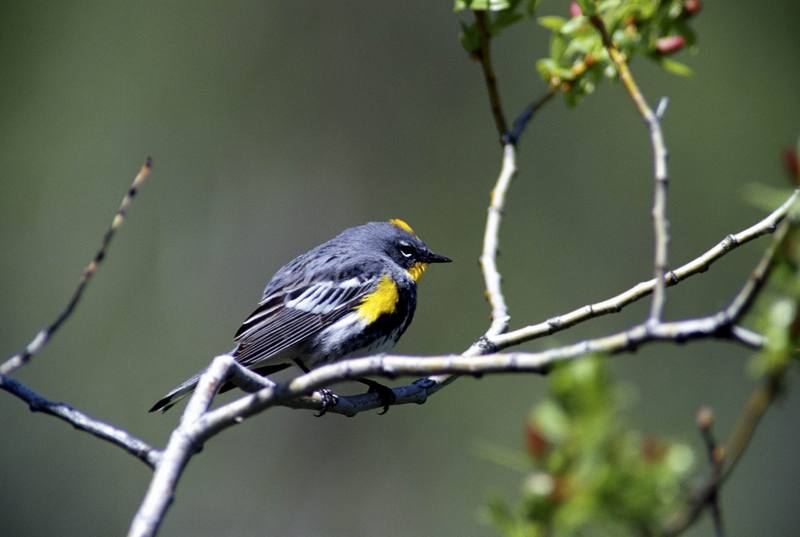 Yellow-rumped Warbler (Dendroica coronata) {!--노란엉덩이솔새-->; DISPLAY FULL IMAGE.