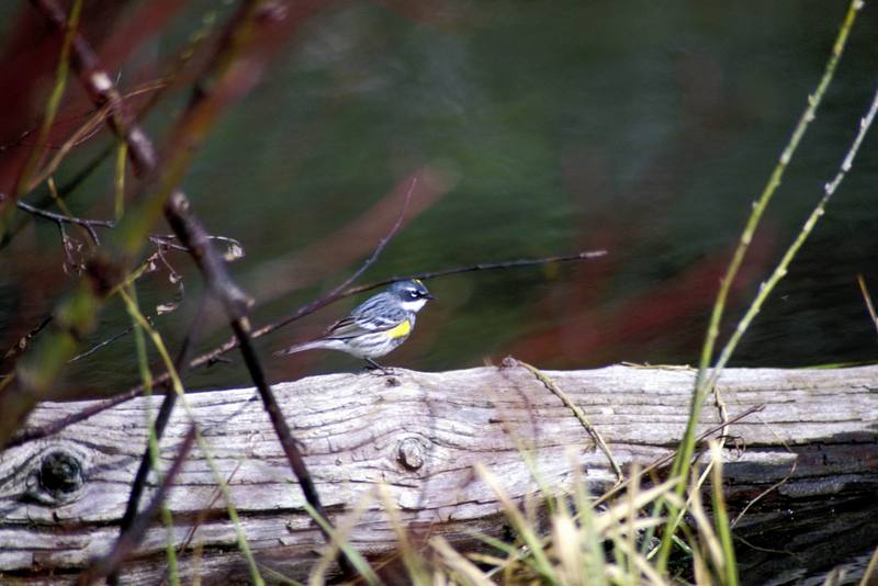 (Mrytle) Yellow-rumped Warbler (Dendroica coronata) {!--노란엉덩이솔새-->; DISPLAY FULL IMAGE.