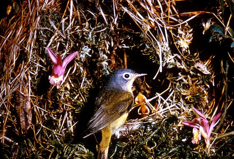 Nashville Warbler (Vermivora ruficapilla) {!--내쉬빌솔새-->; DISPLAY FULL IMAGE.