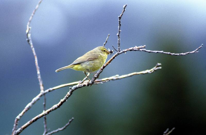 Orange-crowned Warbler (Vermivora celata) {!--오렌지머리솔새-->; DISPLAY FULL IMAGE.