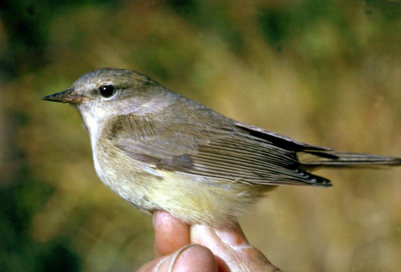 Orange-crowned Warbler (Vermivora celata) {!--오렌지머리솔새-->; DISPLAY FULL IMAGE.