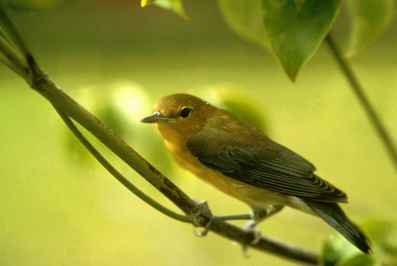 Prothonotary Warbler (Protonotaria citrea) {!--노란머리버들솔새-->; DISPLAY FULL IMAGE.