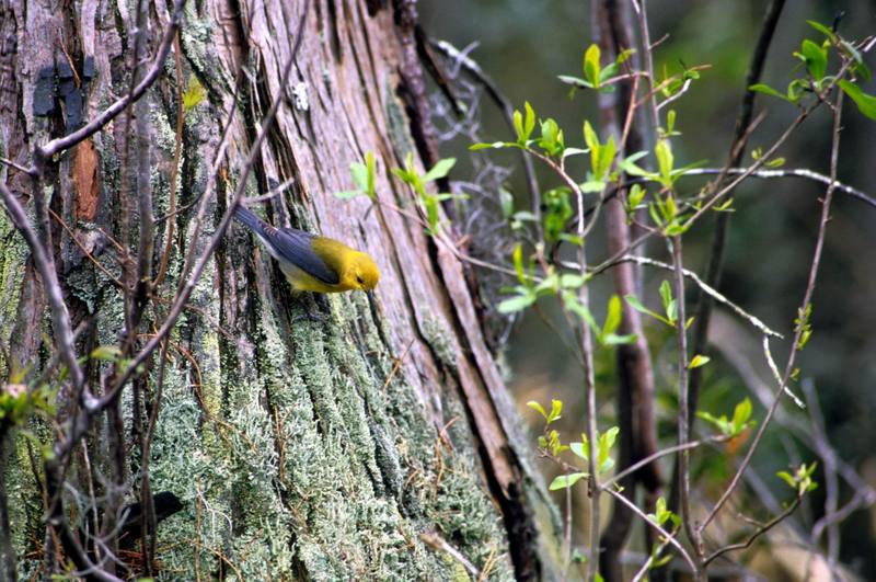 Prothonotary Warbler (Protonotaria citrea) {!--노란머리버들솔새-->; DISPLAY FULL IMAGE.