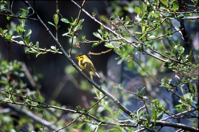 Wilson's Warbler (Wilsonia pusilla) {!--윌슨솔새-->; DISPLAY FULL IMAGE.