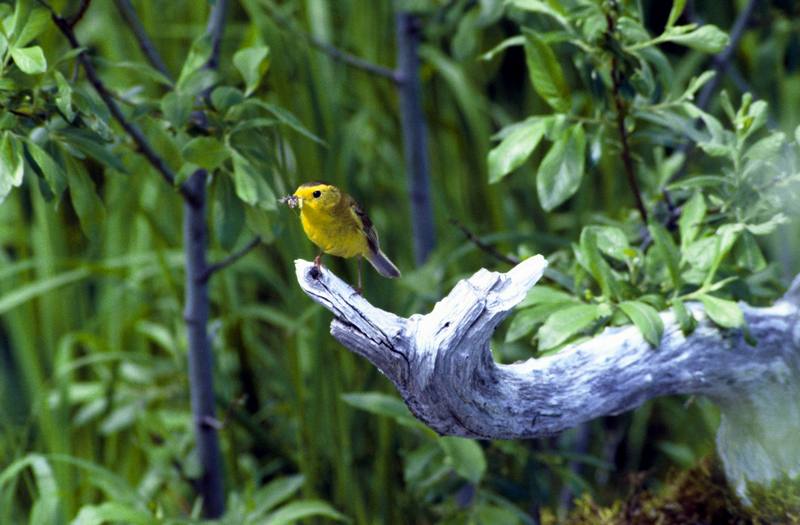 Wilson's Warbler (Wilsonia pusilla) {!--윌슨솔새-->; DISPLAY FULL IMAGE.